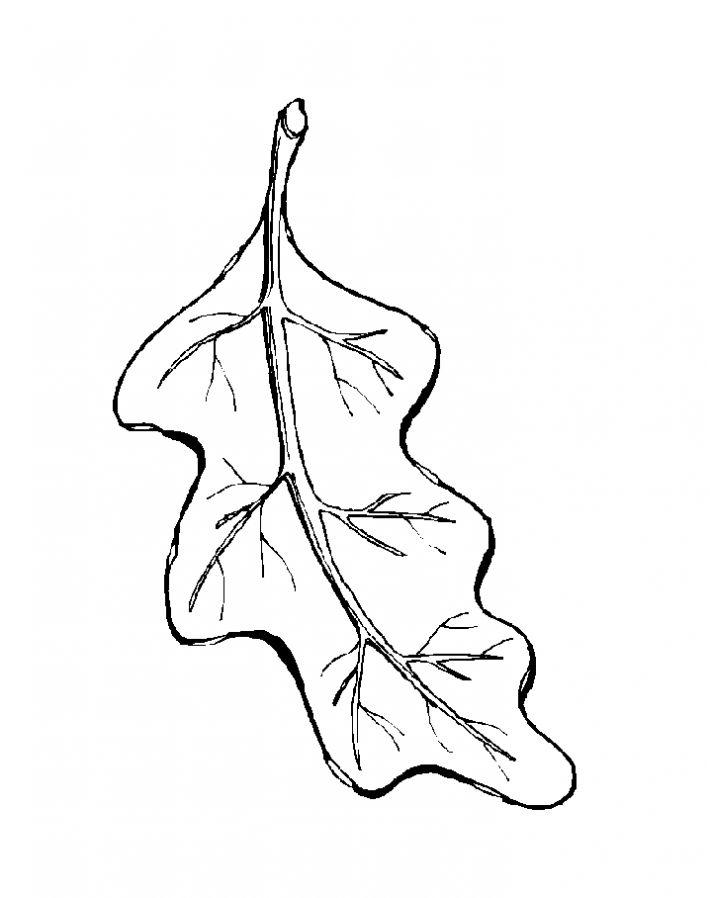 Розмальовки Листя дерев вигнутий лист дуба