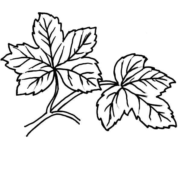 Розмальовки Листя дерев листя на гілці