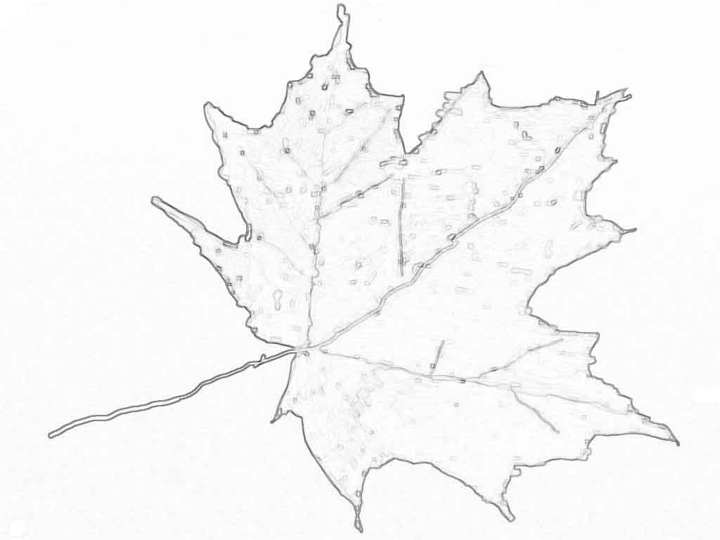Розмальовки Листя дерев лист клена