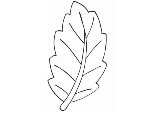 Розмальовки Листя дерев контури листя в розмальовках