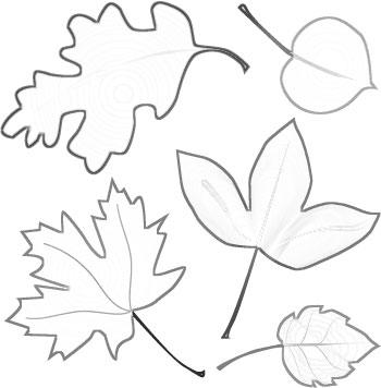 Розмальовки Листя дерев листя і їх конутри