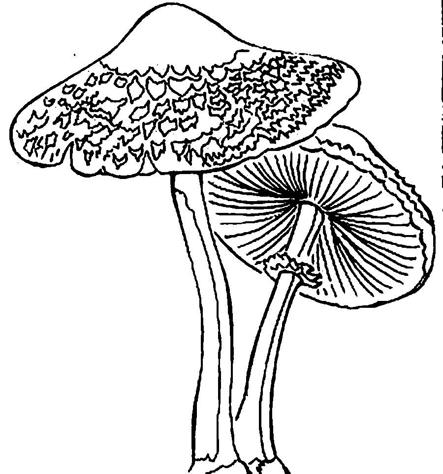 Раскраски шаблон гриба грибы контуры для детского творчества, шаблоны