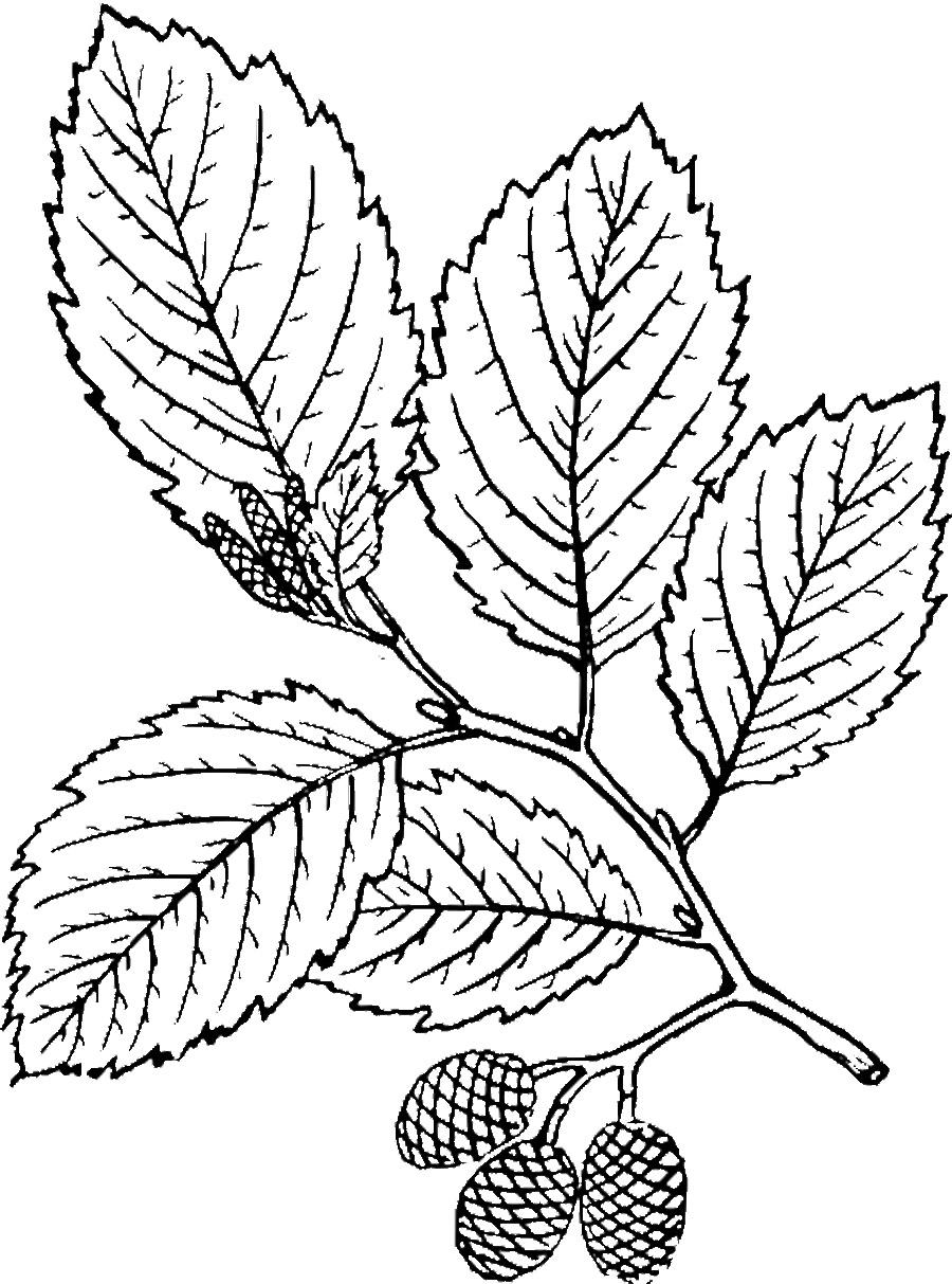 Розмальовки Листя дерев березова гілка