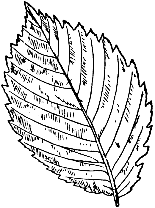 Розмальовки Листя дерев лист карагача шаблон