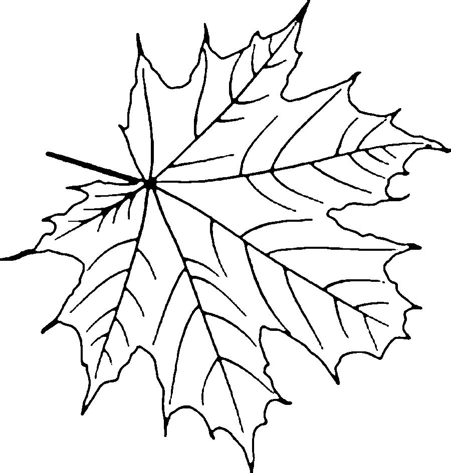 Coloring sheet Canadian maple leaf