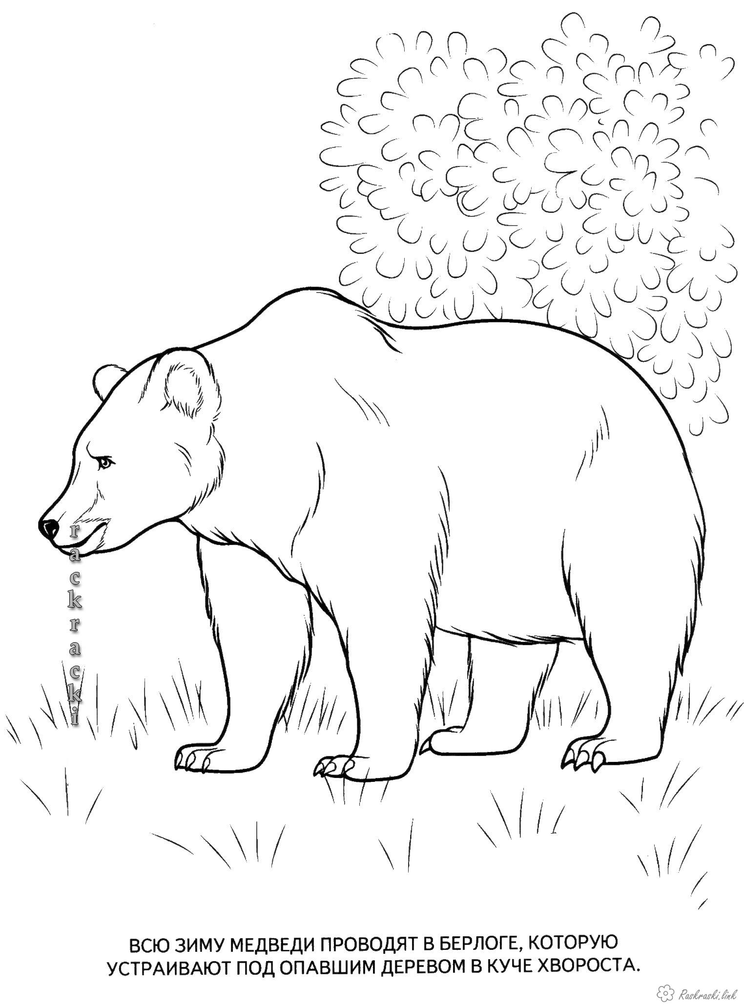 Раскраски Лесные животные Раскраска медведь, медведь в лесу, раскраска лесные животные