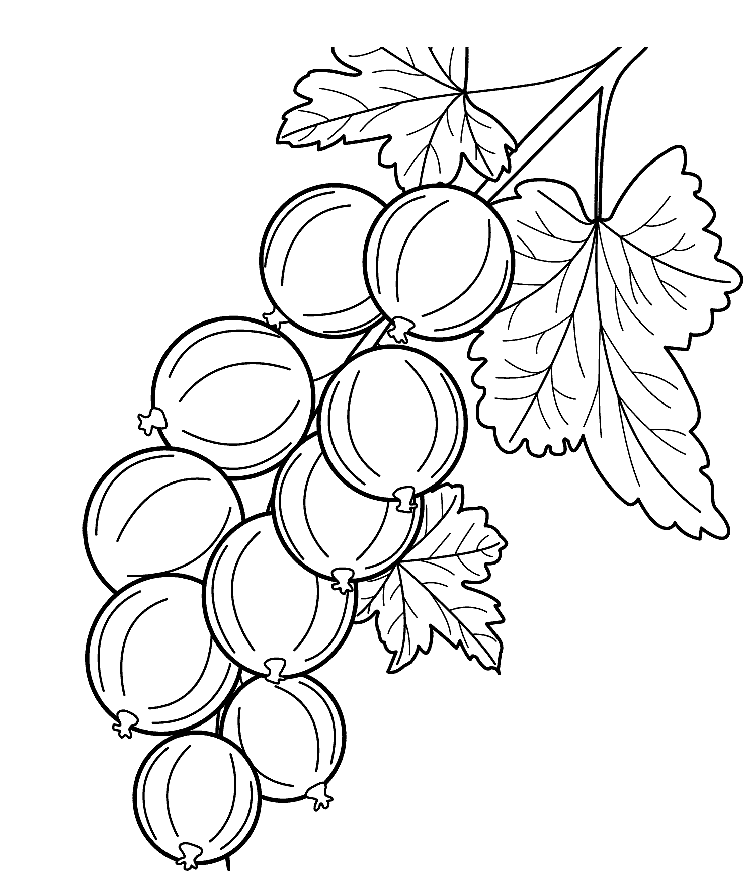 Розмальовки шаблон ягоди агрус контур, ягоди шаблони для вирізання з паперу