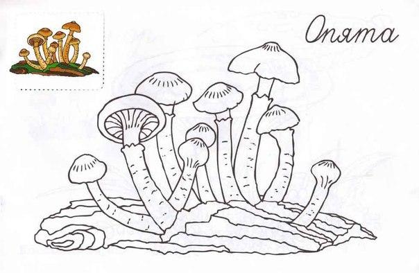 Розмальовки кольором розфарбування з прикладом опеньки гриб