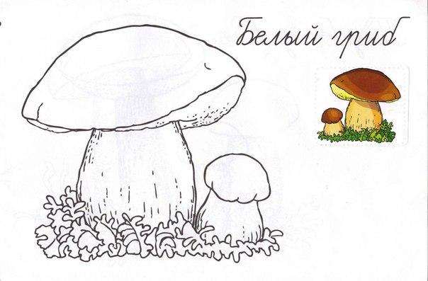 Розмальовки білий гриби. білий гриб