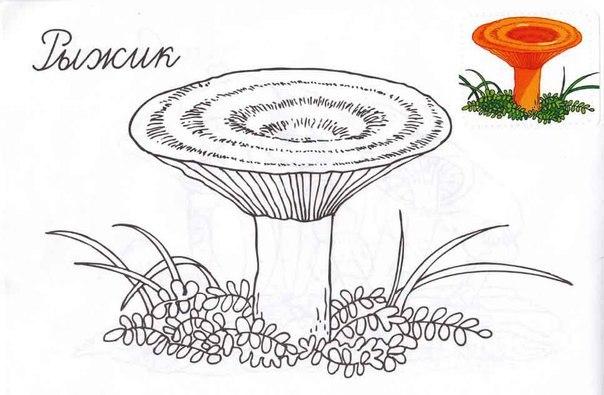 Розмальовки кольором рижик разукрасить гриби за зразком