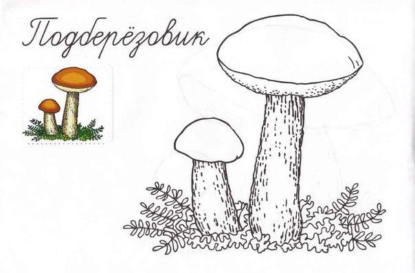 Розмальовки намалювати Як намалювати підберезник гриби