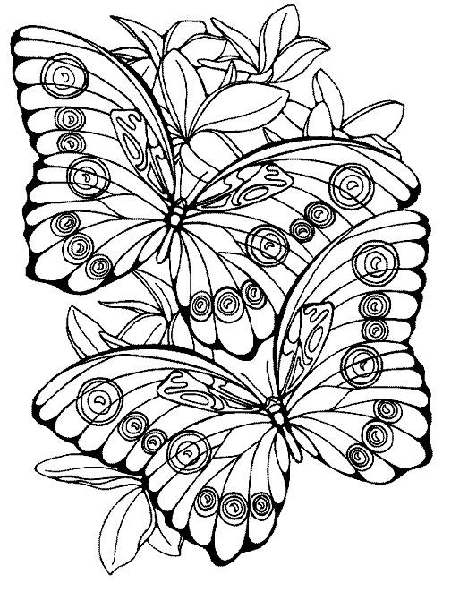Розмальовки казками Дві метелики літають над галявиною з квітами